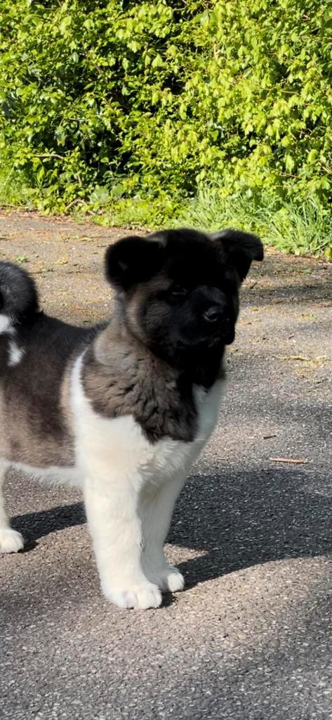 American akita puppy’s Amerikaanse Akita pups met stamboom, Dieren en Toebehoren, Honden | Poolhonden, Keeshonden en Oertypen