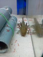 Axolotl, Dieren en Toebehoren, Slang