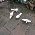 oud duitse meeuw., Dieren en Toebehoren, Vogels | Duiven, Meerdere dieren, Overige soorten