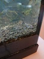 5 Corydora habrosus, Dieren en Toebehoren, Vissen | Aquariumvissen, Vis