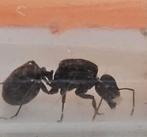 Messor Barbarus met broed. Gratis verzending!, Dieren en Toebehoren, Insecten en Spinnen, Mieren