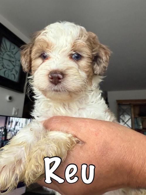 Maltipoo, Dieren en Toebehoren, Honden | Chihuahua's en Gezelschapshonden, Meerdere dieren, Overige rassen, Particulier, Meerdere