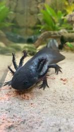 Zwarte axoltol, Dieren en Toebehoren, Vissen | Aquaria en Toebehoren, Ophalen, Nieuw