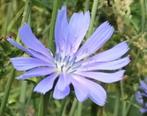 Zaden Cichorei - inheems, Ophalen of Verzenden, Volle zon