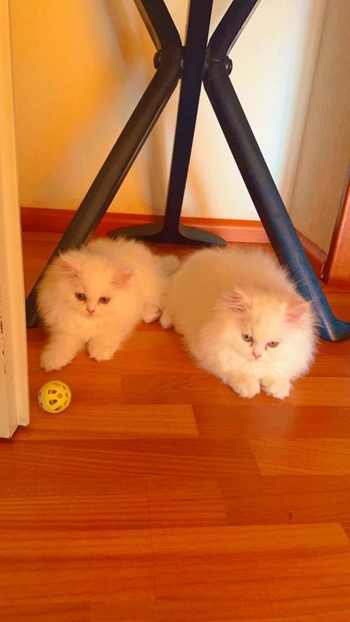 Lang haar british kitten x2, Dieren en Toebehoren, Katten en Kittens | Raskatten | Langhaar
