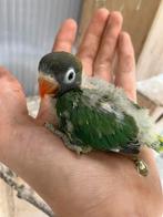 Jonge agapornissen in de kleuren: wit, blauw, grijs, groen., Dieren en Toebehoren, Geslacht onbekend, Dwergpapegaai of Agapornis