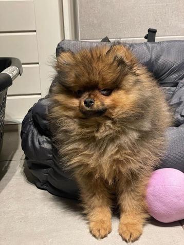 dekreu Pomeranian (niet te koop) bloedlijn dreamteamCasanova beschikbaar voor biedingen