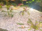 Leuke baby koi's 1 euro per stuk, Dieren en Toebehoren, Vissen | Vijvervissen, Karper of Koi