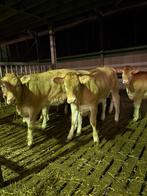 6 blond aquitaine fok vaarzen, Dieren en Toebehoren, Runderen, Mannelijk, 0 tot 2 jaar