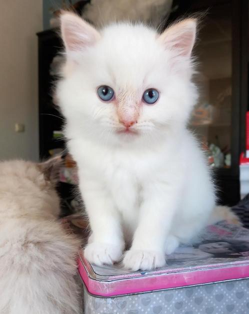 Bijzonder lieve en uitzonderlijk mooie ragdoll kittens, Dieren en Toebehoren, Katten en Kittens | Raskatten | Langhaar, Meerdere dieren