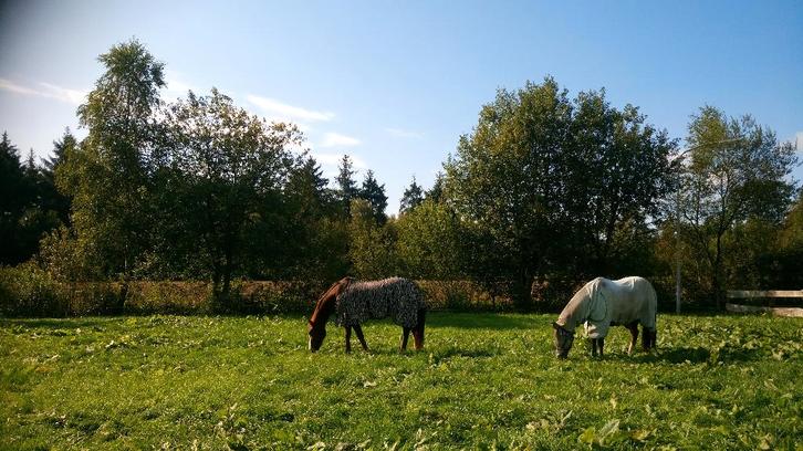 Weidegang / Rusthuis met sublieme uitrijmogelijkheden, Dieren en Toebehoren, Stalling en Weidegang, Weidegang, 2 of 3 paarden of pony's