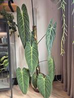 Philodendron Melanochrysum, Ophalen