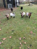 Geitjes, Dieren en Toebehoren, Vrouwelijk, Geit