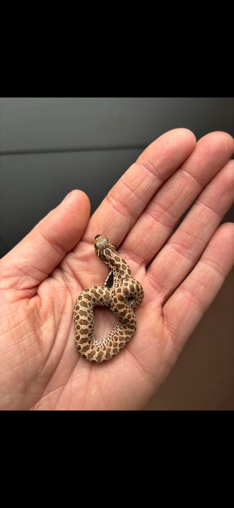 Haakneus nk, Dieren en Toebehoren, Reptielen en Amfibieën, Slang, 0 tot 2 jaar