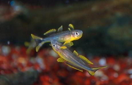 Pseudomuhil Fucatus XXL - Regenboog vis - Koidreams Valburg, Dieren en Toebehoren, Vissen | Aquariumvissen, Zoetwatervis, Vis