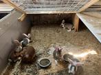 Vlaamse reus te koop (Nest van 6), Dieren en Toebehoren, Juni, Hamster, Tam