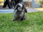 Opvang en oppas konijn, cavia, hamster, kat, vogel, Dieren en Toebehoren, Ophalen