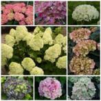 hortensia's (heel veel srt.) limelight , annabelle enz, Ophalen, Zomer, Overige soorten, Halfschaduw