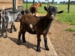 Maanvlek bok tekoop, Dieren en Toebehoren, Schapen, Geiten en Varkens, Mannelijk, Geit, 0 tot 2 jaar