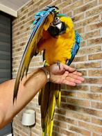 Onwijstamme Blauwgele Ara incl. papieren, Dieren en Toebehoren, Vogels | Parkieten en Papegaaien, Mannelijk, Papegaai, Pratend