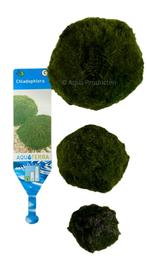 Mosbal Chladophlora L 5-7 cm | Aquarium plant, Dieren en Toebehoren, Vissen | Aquaria en Toebehoren, Nieuw, Plant(en), Steen of Hout