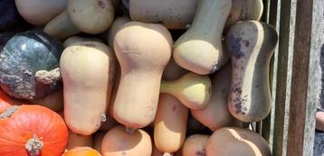 Grote biologische flespompoenen beschikbaar voor biedingen