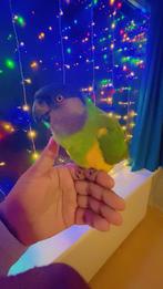 tamme bonte boer papagaai, Dieren en Toebehoren, Vogels | Parkieten en Papegaaien, Mannelijk, Papegaai, Geringd