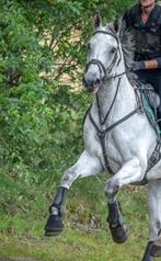 Shires 5-punts borsttuig zwart full, Dieren en Toebehoren, Paarden en Pony's | Hoofdstellen en Tuigage, Ophalen of Verzenden, Gebruikt
