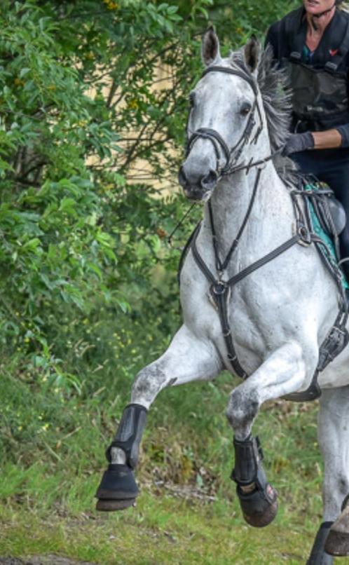 Shires 5-punts borsttuig zwart full, Dieren en Toebehoren, Paarden en Pony's | Hoofdstellen en Tuigage, Gebruikt, Springen, Ophalen of Verzenden