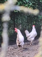 legkippen, Dieren en Toebehoren, Vrouwelijk, Kip
