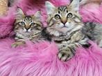 Lieve Maine Coone x Noorse boskat  kittens te koop, Poes, Langharig, 0 tot 2 jaar
