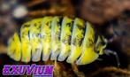 Armadillidium gestroi Milky Way Yellow isopods (NIEUW MORPH), Overige soorten