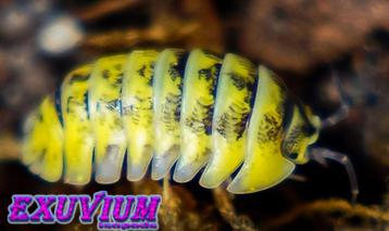 Armadillidium gestroi Milky Way Yellow isopods (NIEUW MORPH) beschikbaar voor biedingen