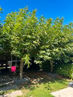 3x Dakplataan - Platanus Gratis  zelf uitgraven!, Tuin en Terras, Planten | Bomen, Bloeit niet, Dakboom, 250 tot 400 cm, Ophalen