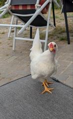 Serama's, Dieren en Toebehoren, Mannelijk, Kip