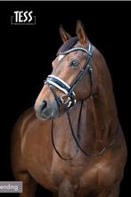 Hoofdstel merk:Tess., Dieren en Toebehoren, Ophalen of Verzenden, Zo goed als nieuw, Dressuur