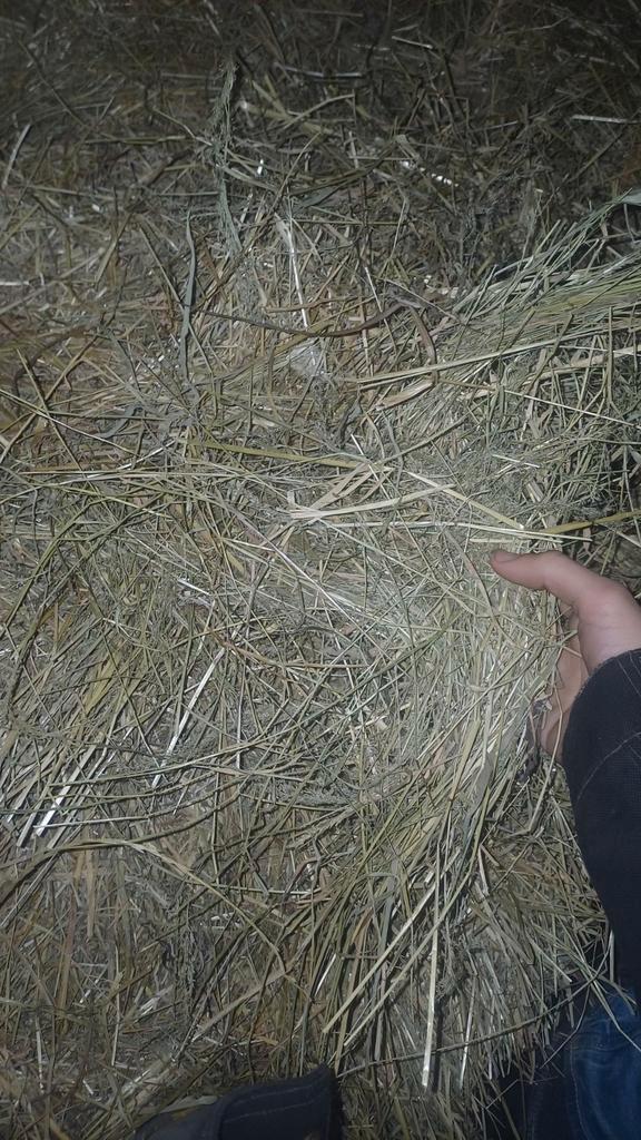 Kleine balen hooi, Dieren en Toebehoren, Dierenvoeding, Ophalen