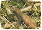 Dieren- -Bunzing., Verzamelen, Ansichtkaarten | Dieren, Verzenden, 1980 tot heden, Gelopen, Knaagdier