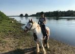 Bijrijder gezocht voor lieve paard, Ophalen of Verzenden
