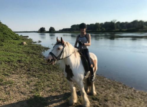 Bijrijder/verzorger gezocht voor lieve Tinker, Dieren en Toebehoren, Paarden en Pony's | Verzorgingsproducten, Nieuw, Ophalen of Verzenden