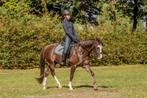 Lieve en talentvolle C-pony, Dieren en Toebehoren, Pony's, Gechipt, Ruin, Dressuurpony, 7 tot 10 jaar