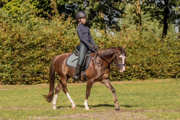 Lieve en talentvolle C-pony, Dieren en Toebehoren, Pony's, Ruin, L, C pony (1.27m tot 1.37m), Dressuurpony, 7 tot 10 jaar, Met stamboom