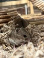Chinese dwerghamster | Jonge diertjes | Goed tam te maken, Hamster, Meerdere dieren, Tam, Oktober