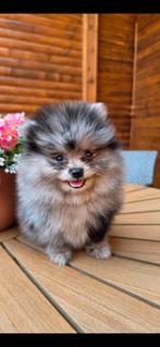 Pomeriaan pup, Particulier, 15 weken tot 1 jaar, Reu, Buitenland