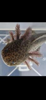 Prachtige lichte wildkleur axolotl, Slang, 0 tot 2 jaar