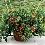 Koralik - Tomaat zaden, Tuin en Terras, Verzenden, Volle zon, Zaad