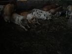 Slachtrijpe Scharrelvarkens te koop €.250,-, Dieren en Toebehoren, Meerdere dieren, Varken, 0 tot 2 jaar