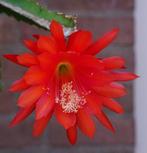 epiphyllum cactus gold lachs gewortelde stekken, Minder dan 100 cm, Bloeiende kamerplant, Halfschaduw, Ophalen of Verzenden