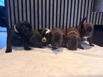 American bully xl pups, Dieren en Toebehoren, Honden | Bulldogs, Pinschers en Molossers, HCC (leverziekte), 8 tot 15 weken, Meerdere
