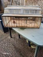 Prachtige spoednik voor postduiven, Dieren en Toebehoren, Meerdere dieren, Postduif